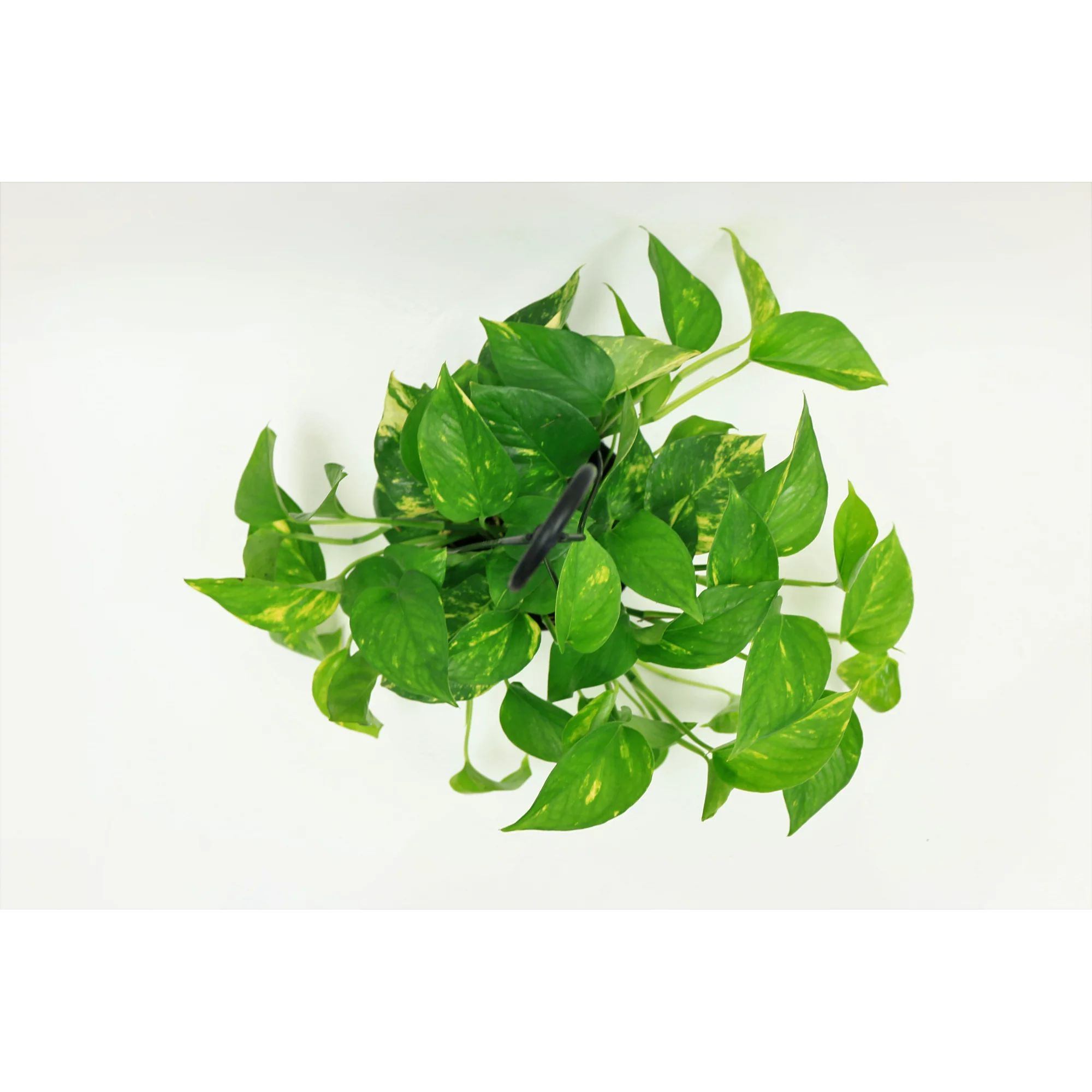 Costa Farms Live Indoor 10in. Tall Pothos Plant in 6in. Grower Pot | Walmart (US)