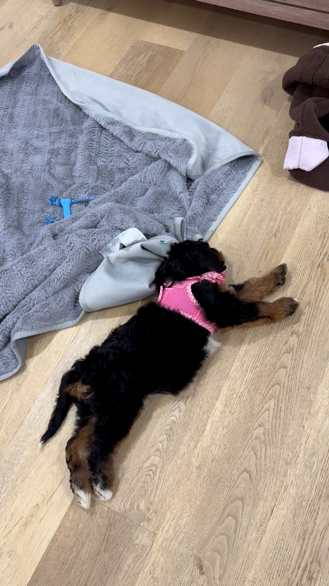 Active by Abercrombie YPB sculptLUX Sweetheart Sports Bra size XS in brown velvet stripe. Active by Abercrombie YPB sculptLUX 7/8-Length Legging size XS in brown velvet stripe   

My workout and workout gear for my daily workout. I take pilates classes from @lexfish on Instagram she has a whole online platform and membership! Most of my pilates gear and tools are from Bala. Bala use code SLOANE15. 
#workoutgear #workoutwear #pilates #ootd #outfit #athleticwear #athleticoutfit #bikershorts #sportsbra #pilatesoutfit #athleisure #bala #pilatesworkout #pilateslovers #pilatestiktok #balabangles

#LTKActive #LTKfitnessgoals #LTKvlog