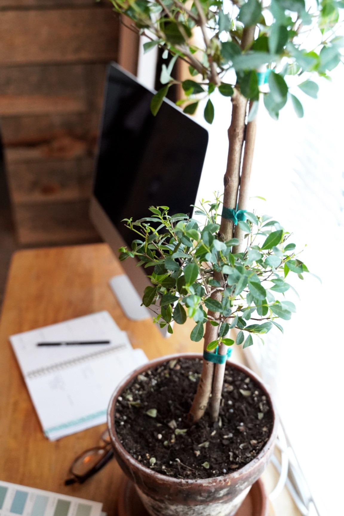 As you would imagine, making temporary living in a barn feel like home is not the easiest. If it were permanent I would be pouring my heart and soul into it, but I can’t justify spending money on design that really needs to go to the main house. Finding small ways to make it beautiful is my compromise and topiary is the perfect happy thing. 

#LTKhome #LTKsalealert #LTKunder50