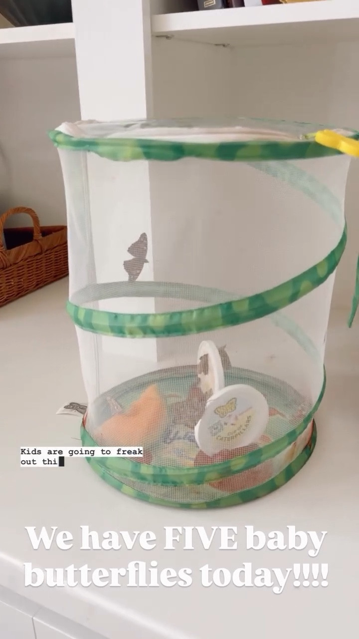 We have FIVE baby butterflies today!!!!