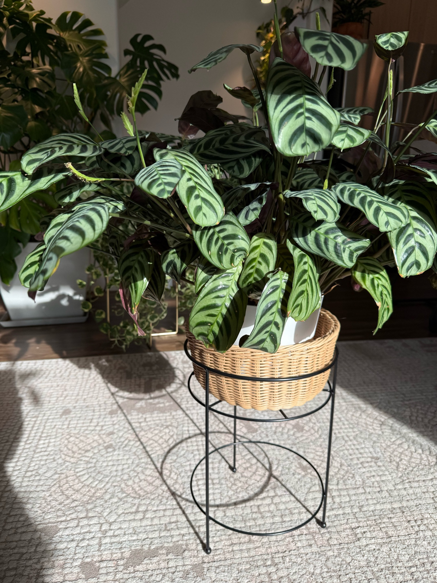 My favorite plant stand back in stock 🗣️

#LTKU #LTKHome