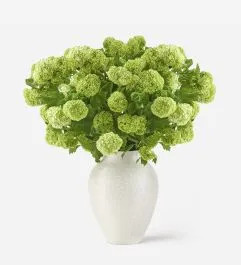 Lime Cordial Viburnum | FLOWERBX