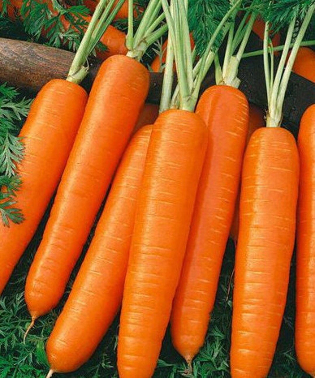 Scarlet Nantes Carrot Seeds | Heirloom | Organic | Etsy (US)