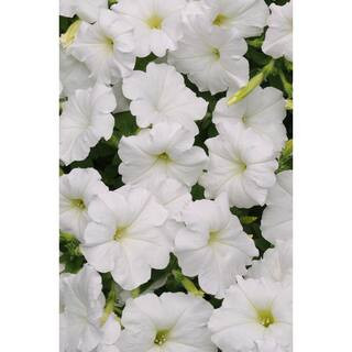 4-Pack White Easy Wave Petunia Annual Plant with White Flowers | The Home Depot