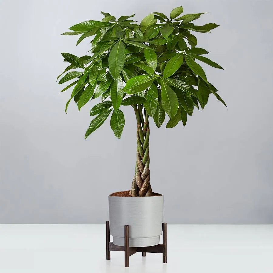 Money Tree Floor Plant | plants.com