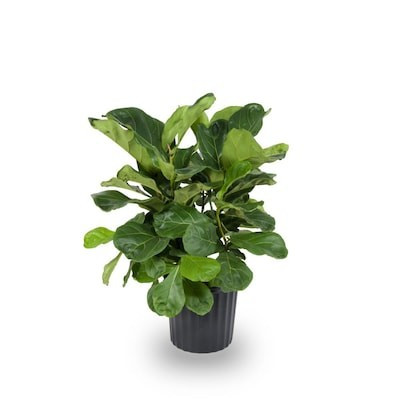 Fiddleleaf Fig in 1.72-Gallon Plastic Pot | Lowe's