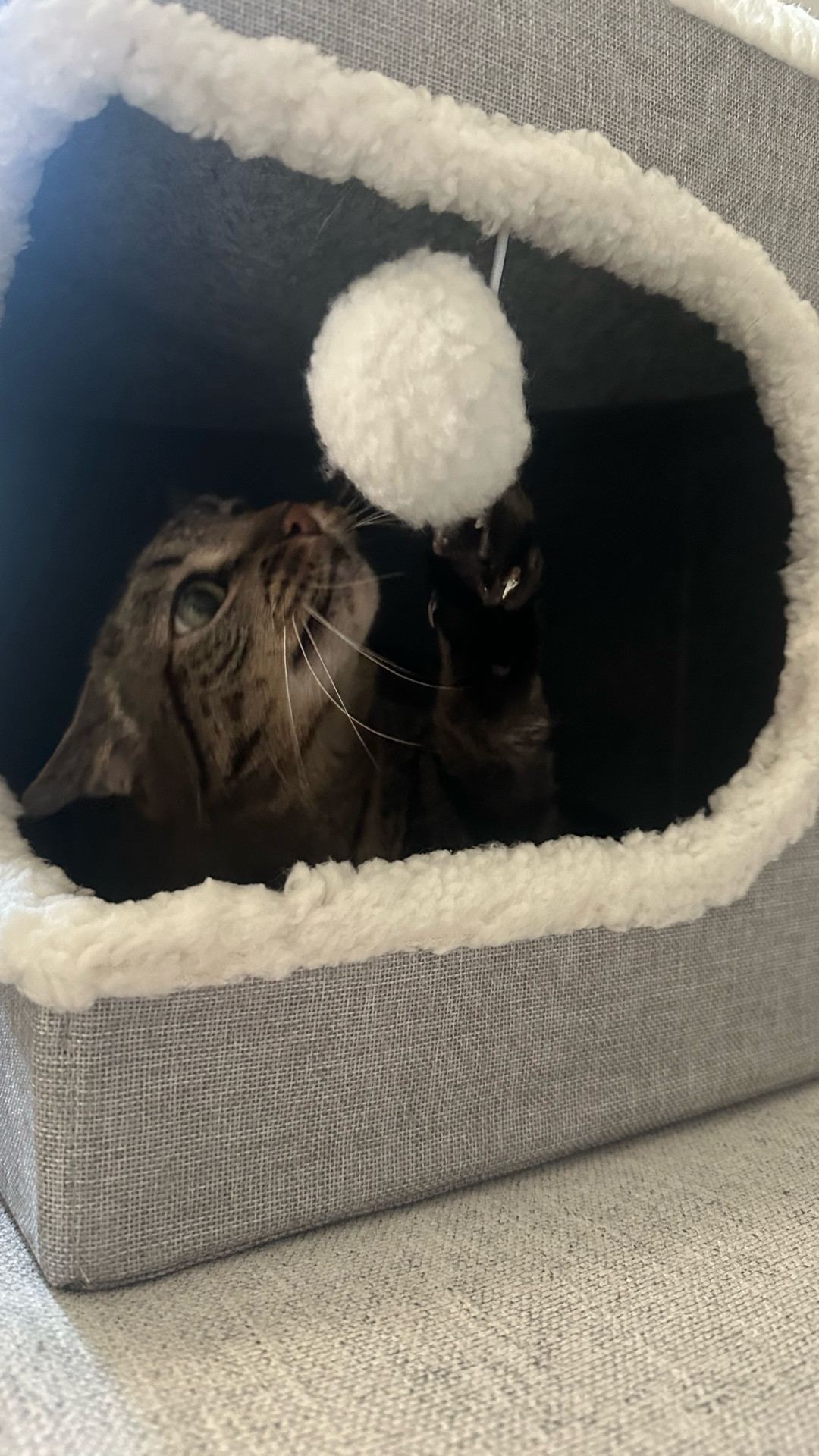 Indoor cat bed 
Amazon find 
Pets 

#LTKHome