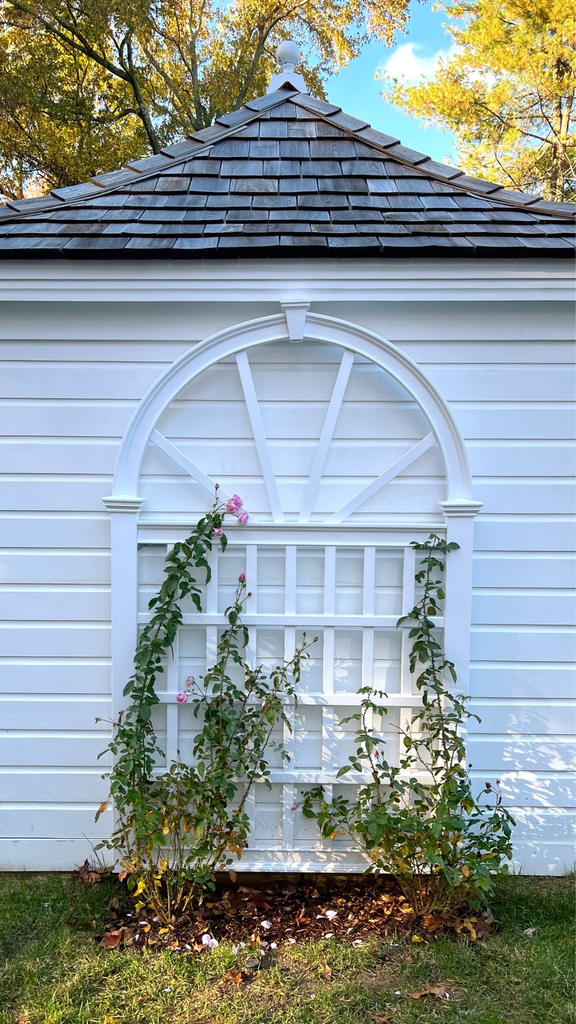 Our outdoor trellis with climbing roses 🌸

#LTKSeasonal #LTKhome #LTKsalealert