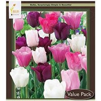 Purple Rain Mix Tulip Bulbs - Tulipa Triumph | Etsy (US)
