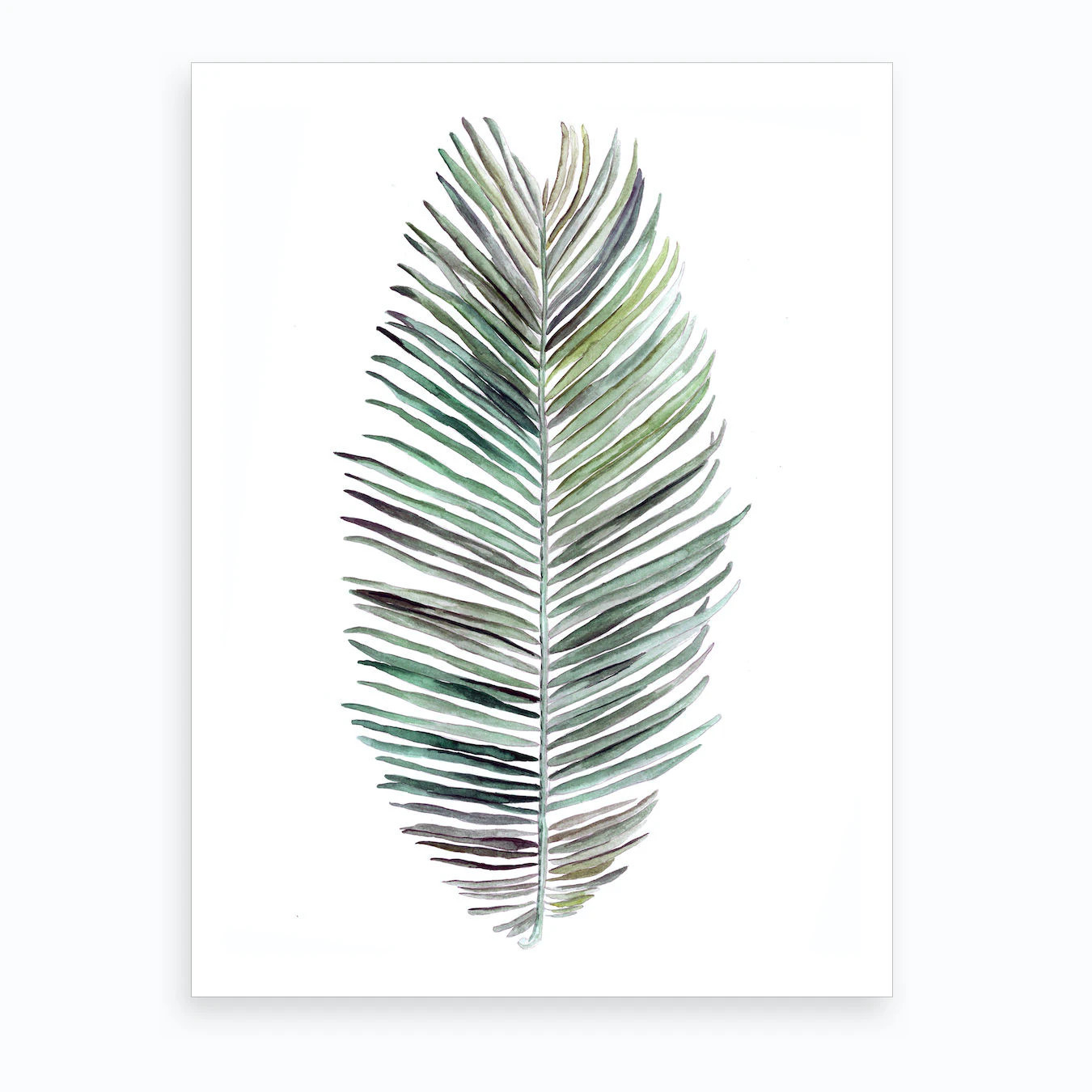 Botanical Illustration   Cocos Nucifera Art Print | Fy! (UK)