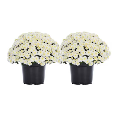 Metrolina Greenhouses  2-Pack Mum in 3-Quart Pot | Lowe's