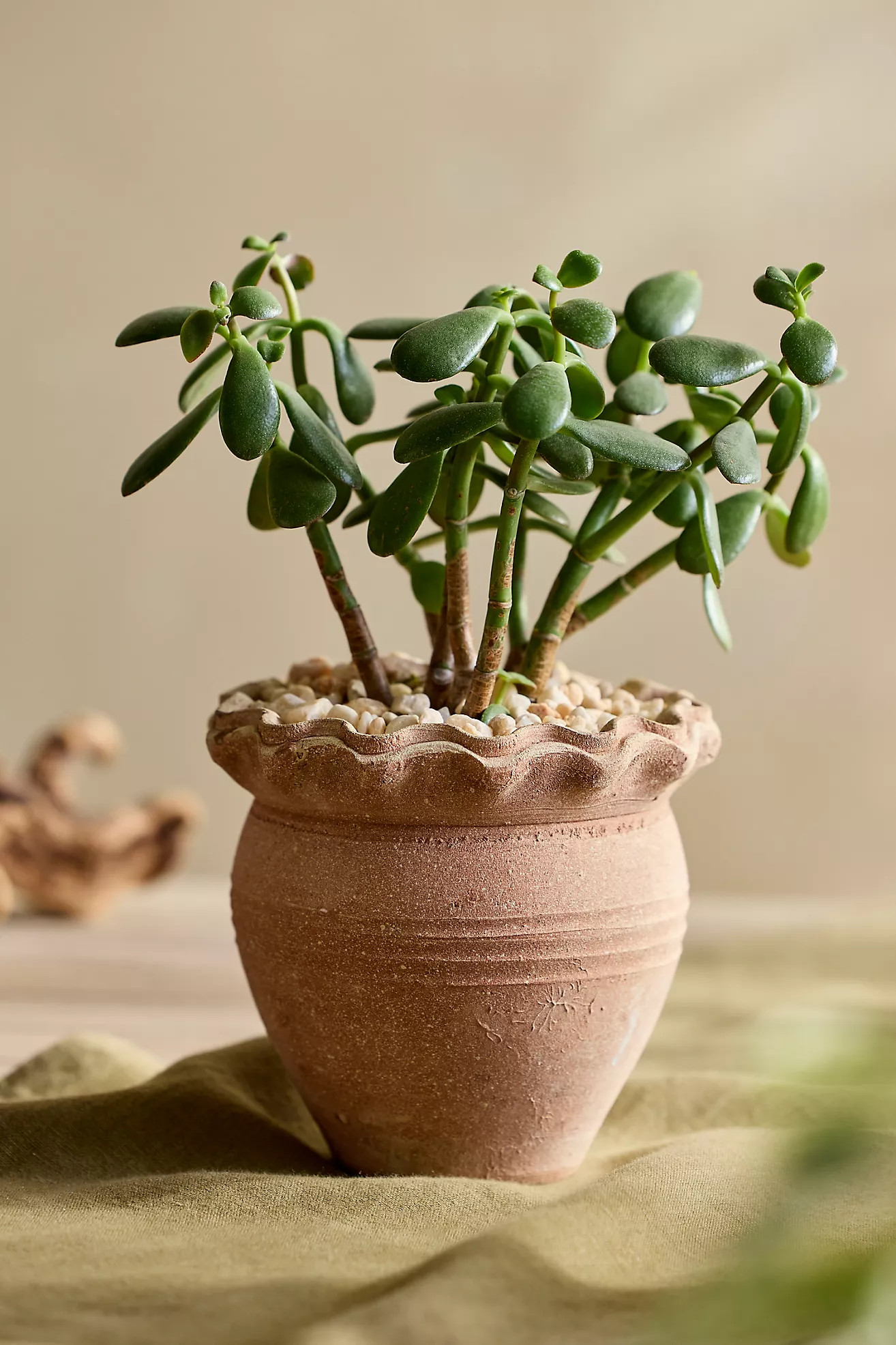 Pie Crust Terracotta Jar Planter | Anthropologie (US)