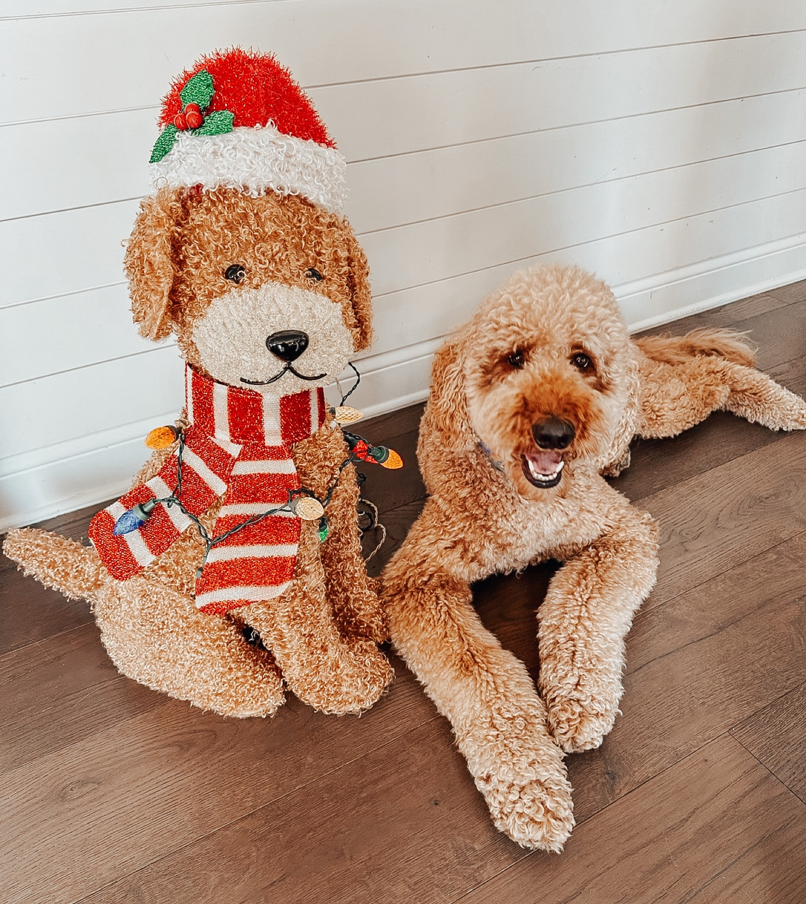 Goldendoodle christmas sweater hotsell