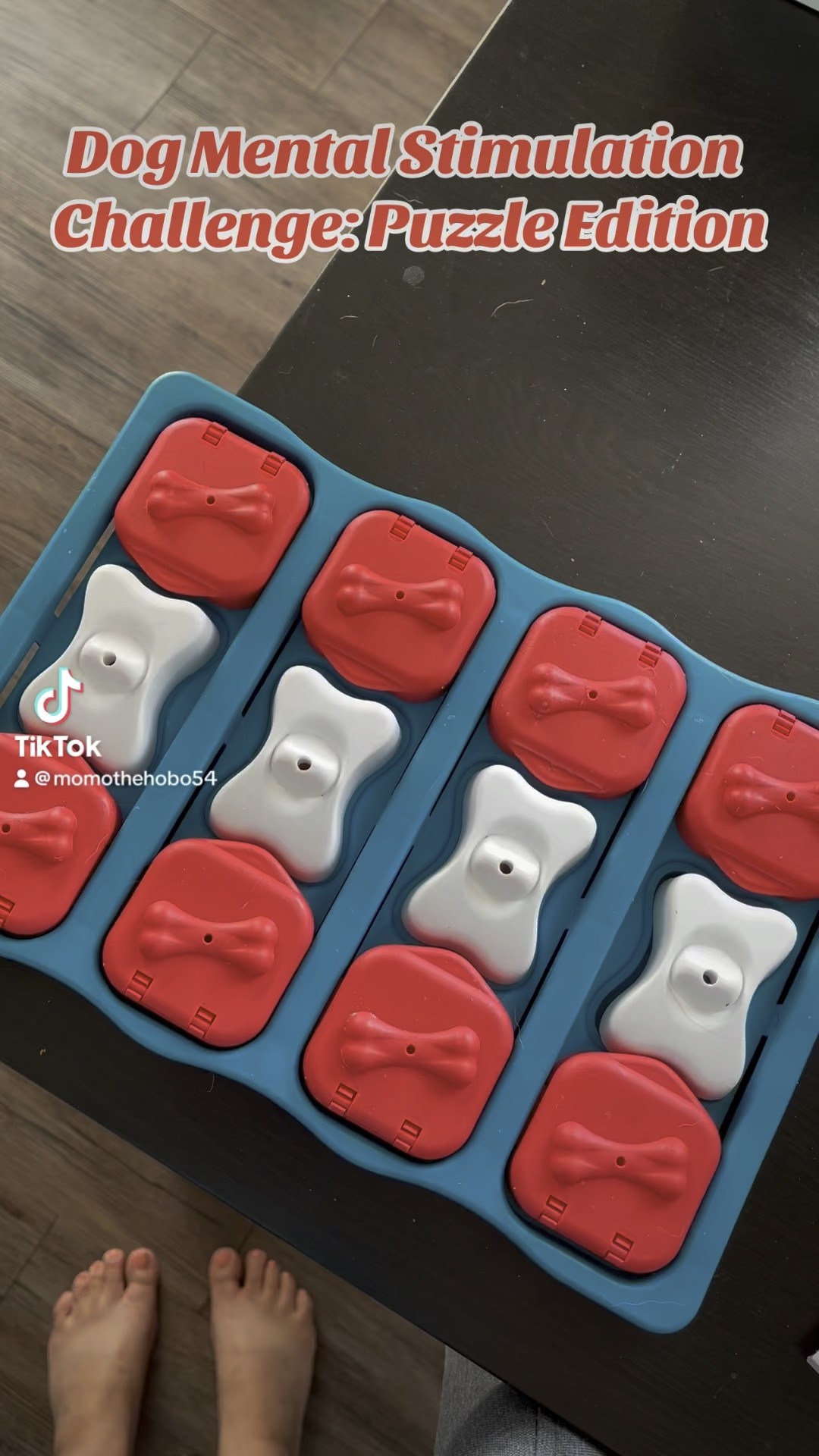 Testing my dog’s intelligence pt. 1. We got our Aussie a dog stimulation toy aka a level 1 dog puzzle. & I think he passed! I’m actually so proud. 🥹🤫

#LTKSaleAlert #LTKFindsUnder50 #LTKFamily