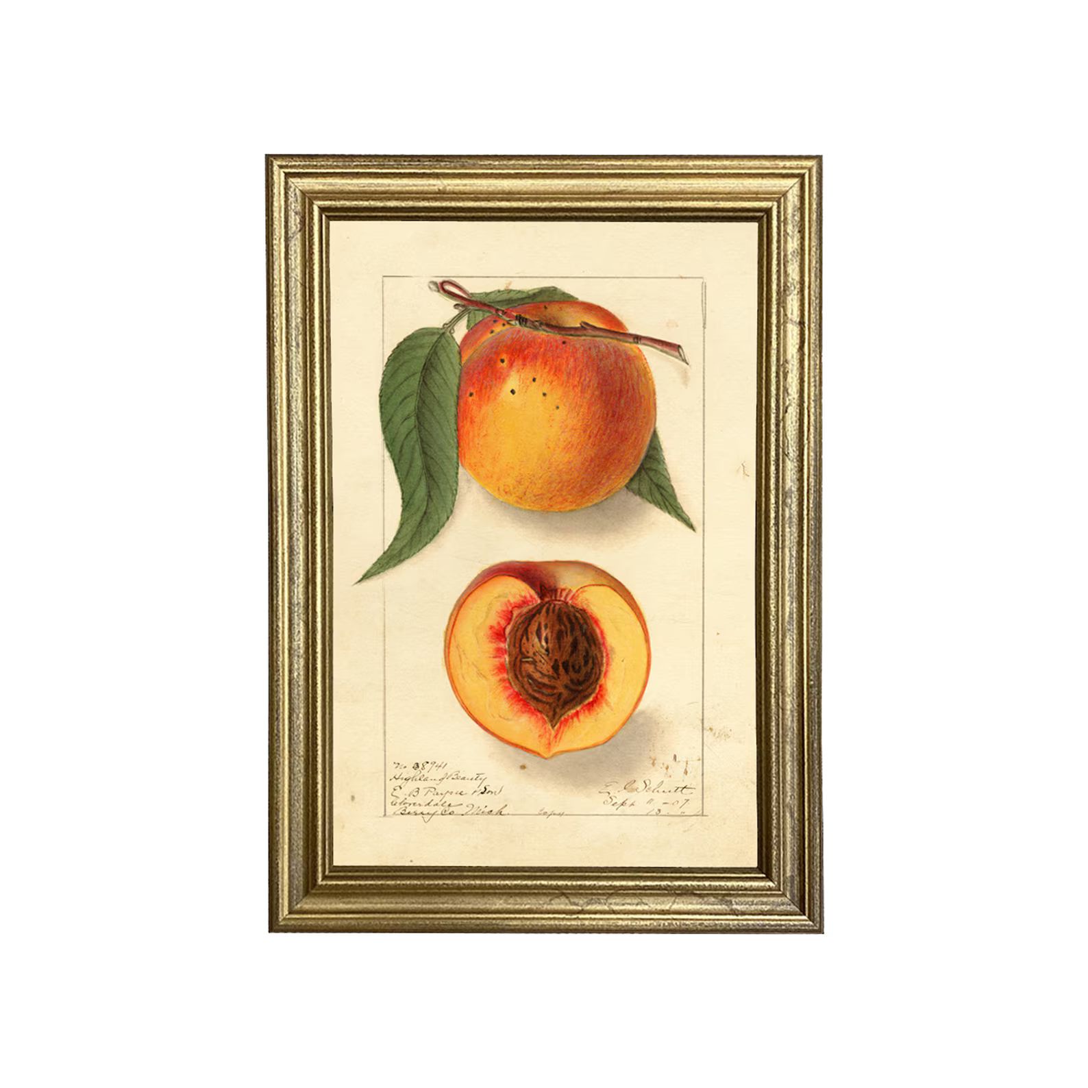 Peach Highland Beauty Botanical Framed Print, Fruit, Antique, Vintage, Illustration, Art, Art Pri... | Etsy (US)