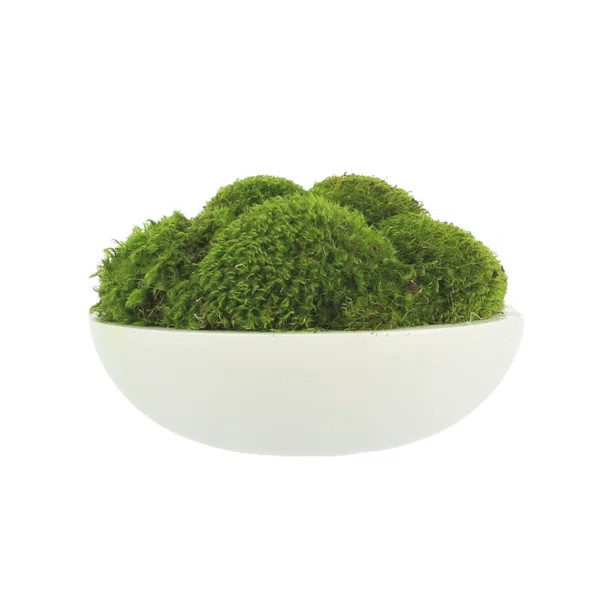 Moss Plant in Fiberstone Planter | Wayfair North America
