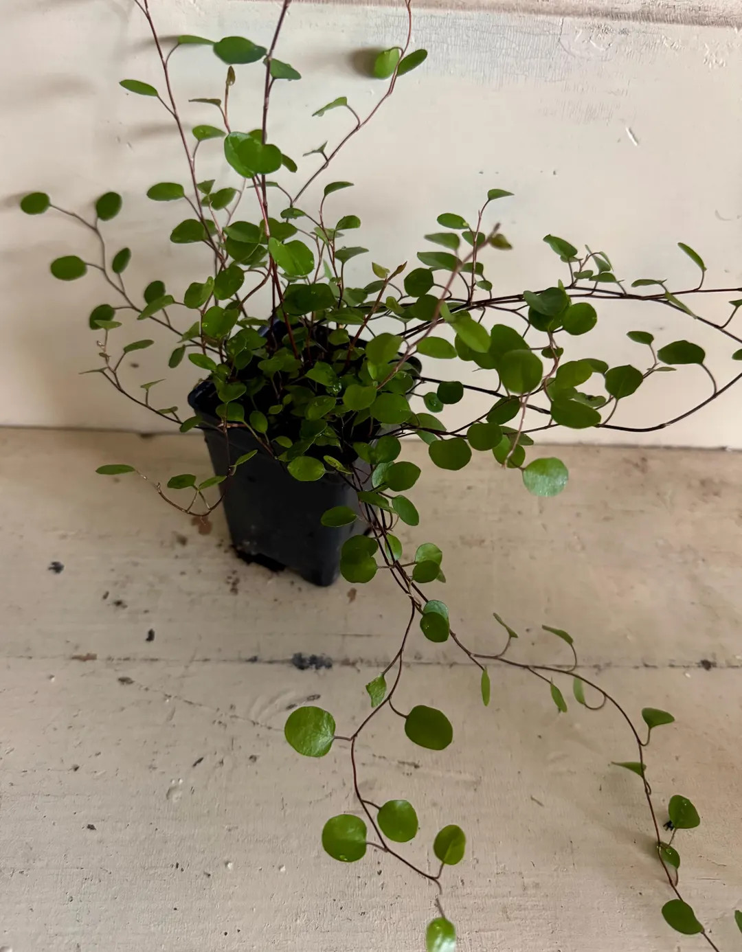 Angel Vine “Wire Vine” Plant | Etsy (US)