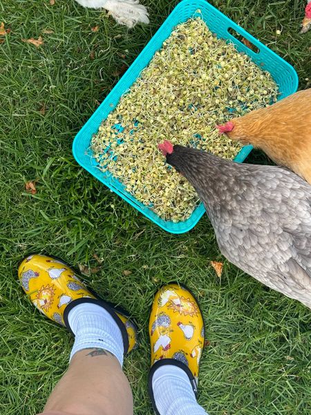 Whenever I’m out on the farm feeding or taking care of my animals, I’m in comfy shoes! These farm shoes happen to be comfy, cute and durable for all the mud and animal surprises laying around. Wearing size 7.5
