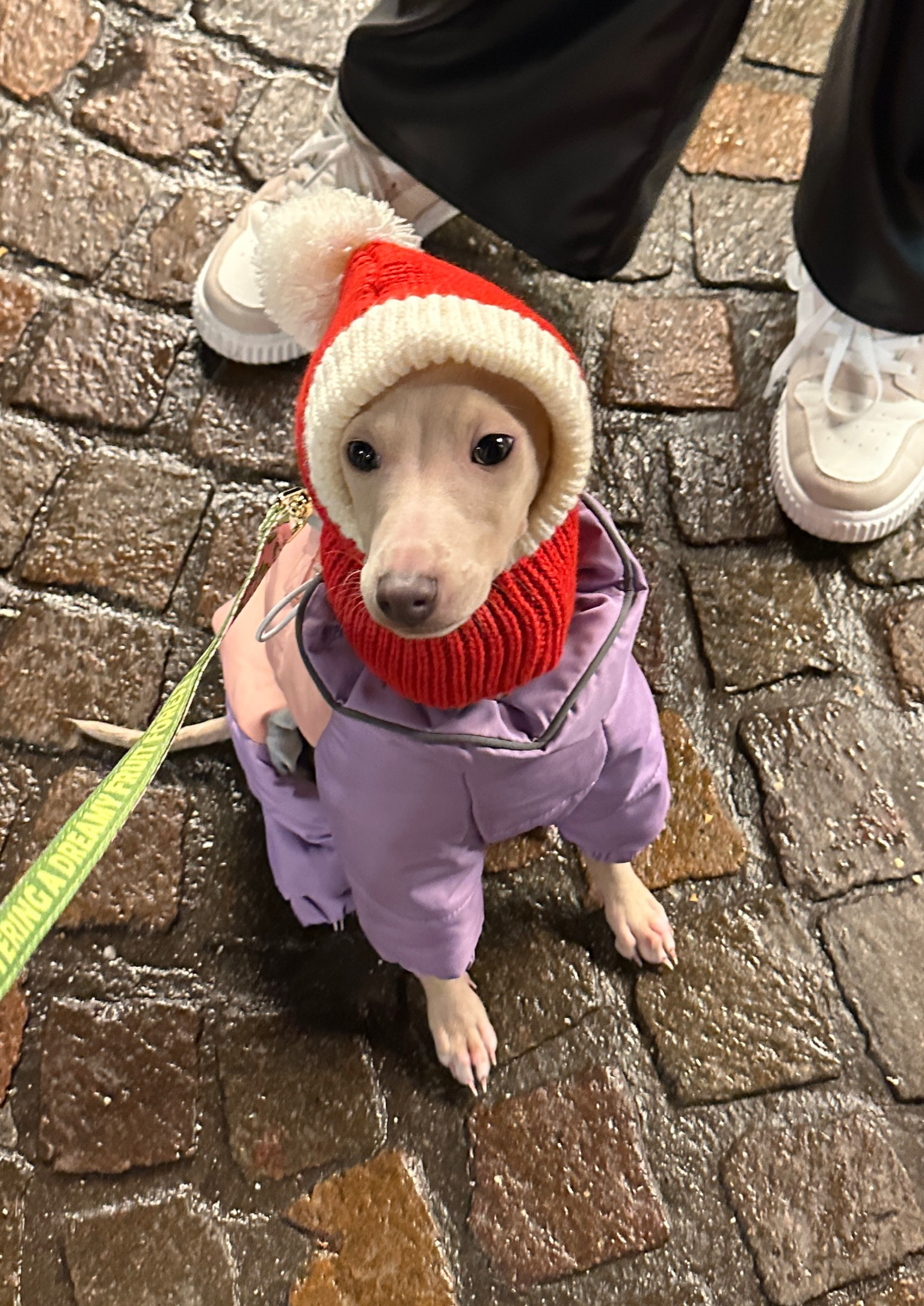 @kiwisiggylife Italian Geeyhound Dog Puffer Jacket Coat & Hat 💜❤️

#LTKStyleTip #LTKSeasonal #LTKFindsUnder50