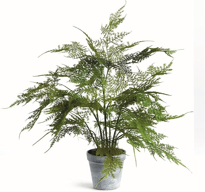 NAPA Home & Garden Plumosa Fern Drop-in 17" Artificial Plant for Interior Use | Amazon (US)