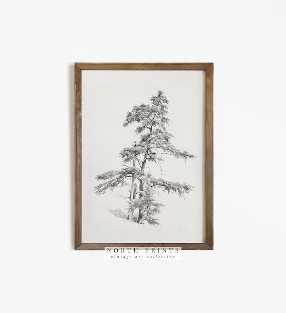 Pine Tree Print  Vintage Tree Sketch Art  Antique Drawing - Etsy | Etsy (US)