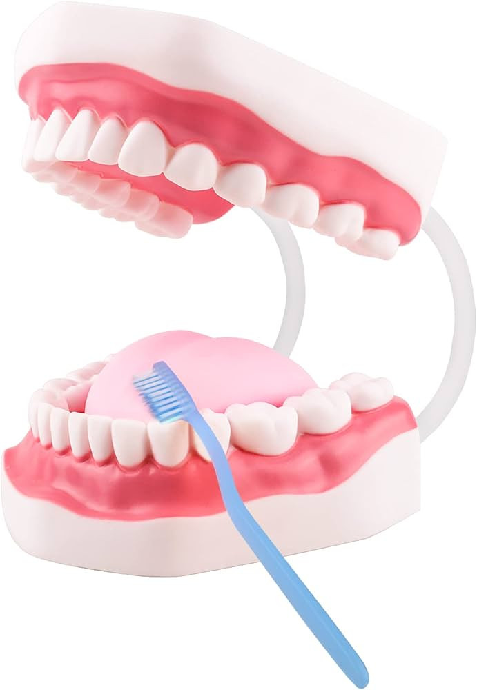 Ultrassist Mouth Model White Hinge for Speech Therapy, Ideal Brushing Teaching Dental Teeth Model... | Amazon (US)