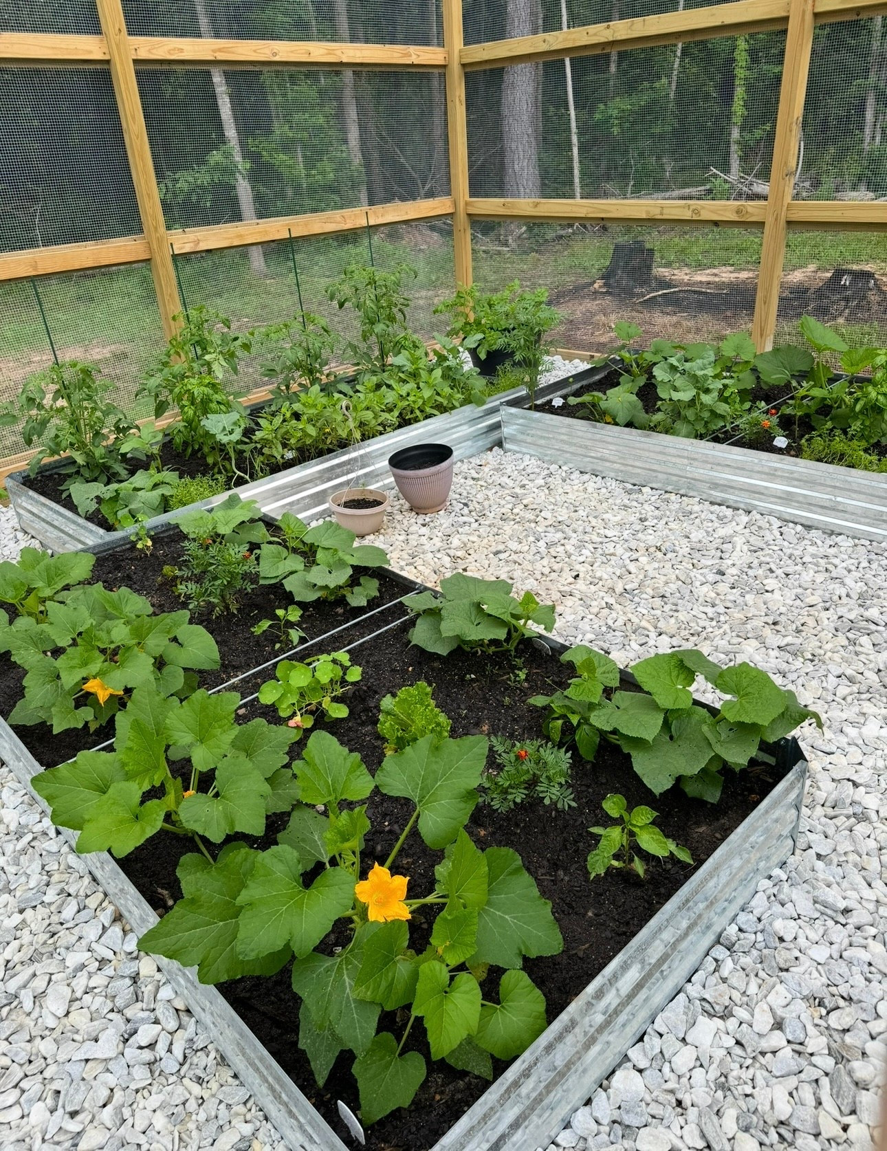 Not too late to start a garden this year🤪🍅

#LTKfoodie #LTKmomlife #LTKHome