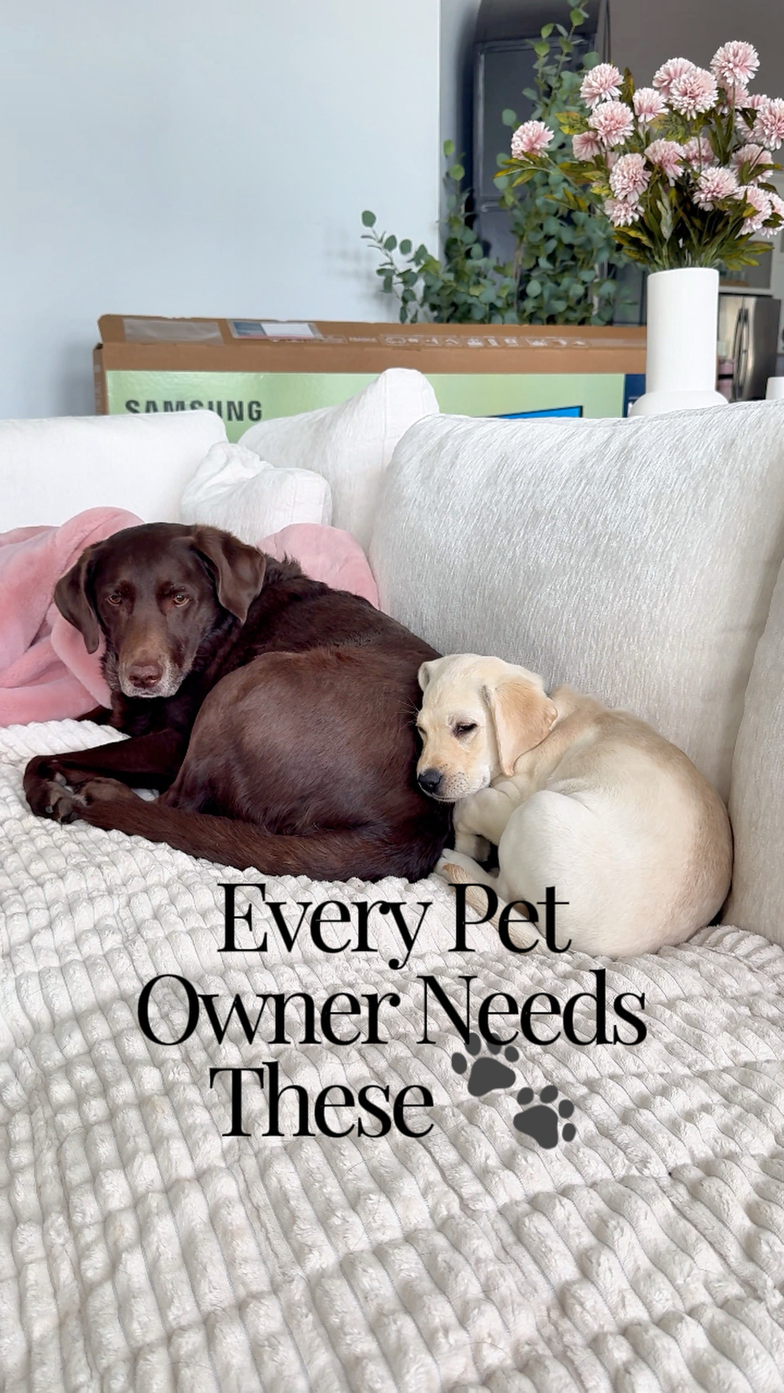 Watch Must-Have Pet Essentials for Comfort and Safety on Amazon Live | Amazon (US)