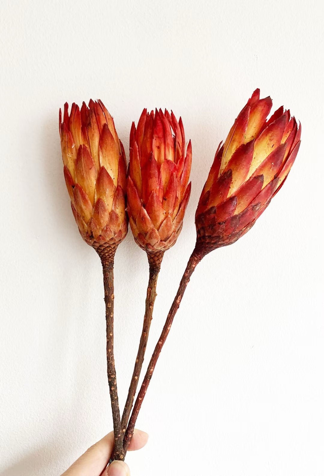 Bold and sculptural, this dried protea makes a striking statement in home décor or wedding arrangements. Each bloom is a real dried flower, celebrating natural variation in size, shape, and texture for an organic, one-of-a-kind look. Perfect as a focal stem or styled into a bouquet, this long-lasting protea is a beautiful craft supply shipped from Virginia with sustainability in mind.
#LTKhome #LTKweddings #driedflowers #protea #weddingdecor #bohodecor #craftsupplies #floralstyling #etsyfinds #ecofriendlydecor

#LTKHome #LTKSeasonal #LTKWedding