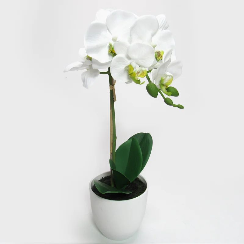 Phalaenopsis Orchid Centerpieces in Pot | Wayfair North America