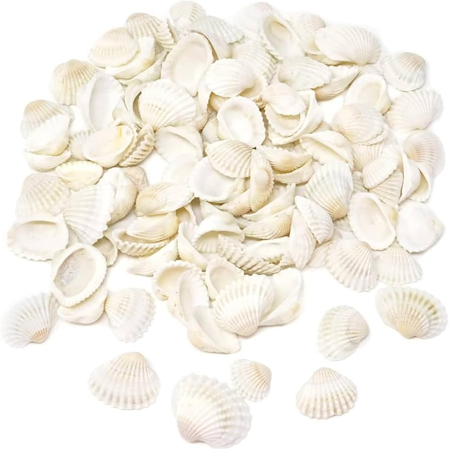 150-160Pcs Bulk Natural Small Seashell - 0.6-0.9 inches White Seashell Small Sea Shells Clams for... | Amazon (US)