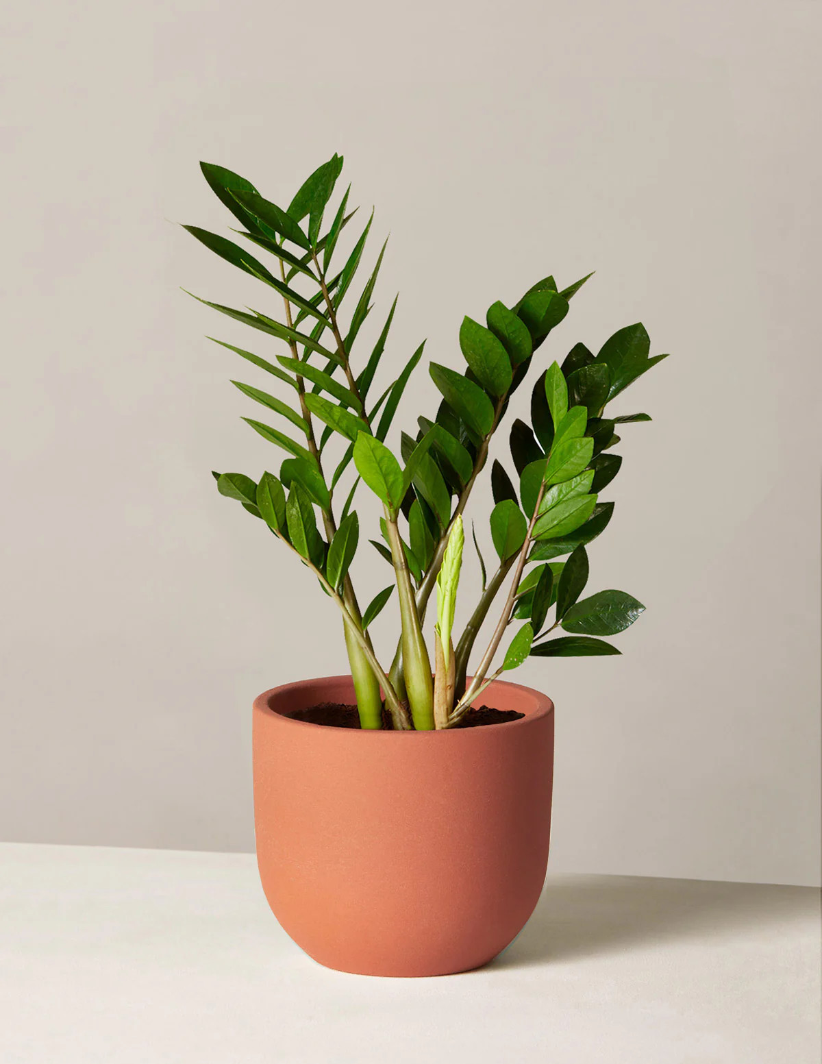 ZZ Plant
   
      $74 | The Sill