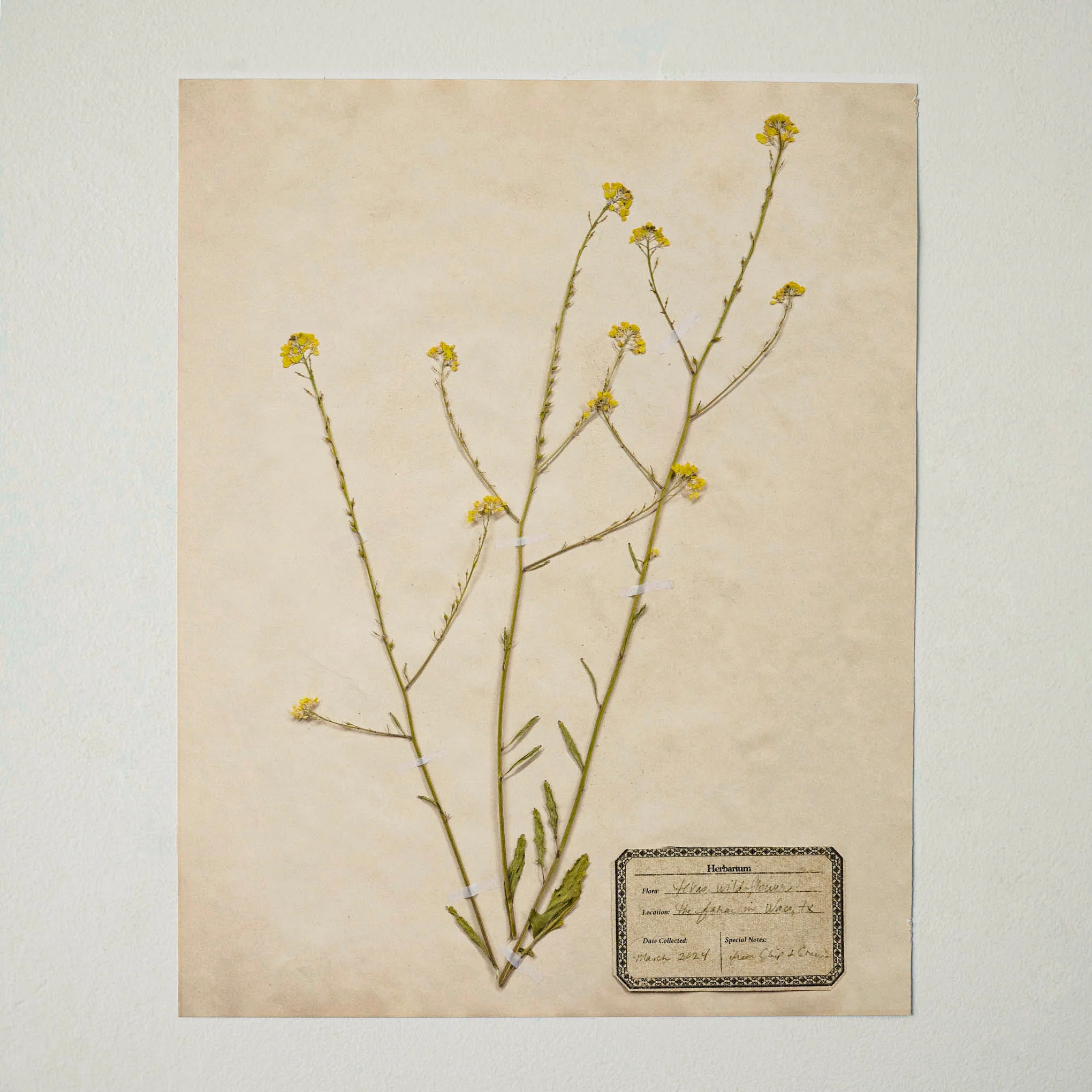 Jo's Hand Pressed Herbarium Prints - Texas Wildflowers I '24 | Magnolia