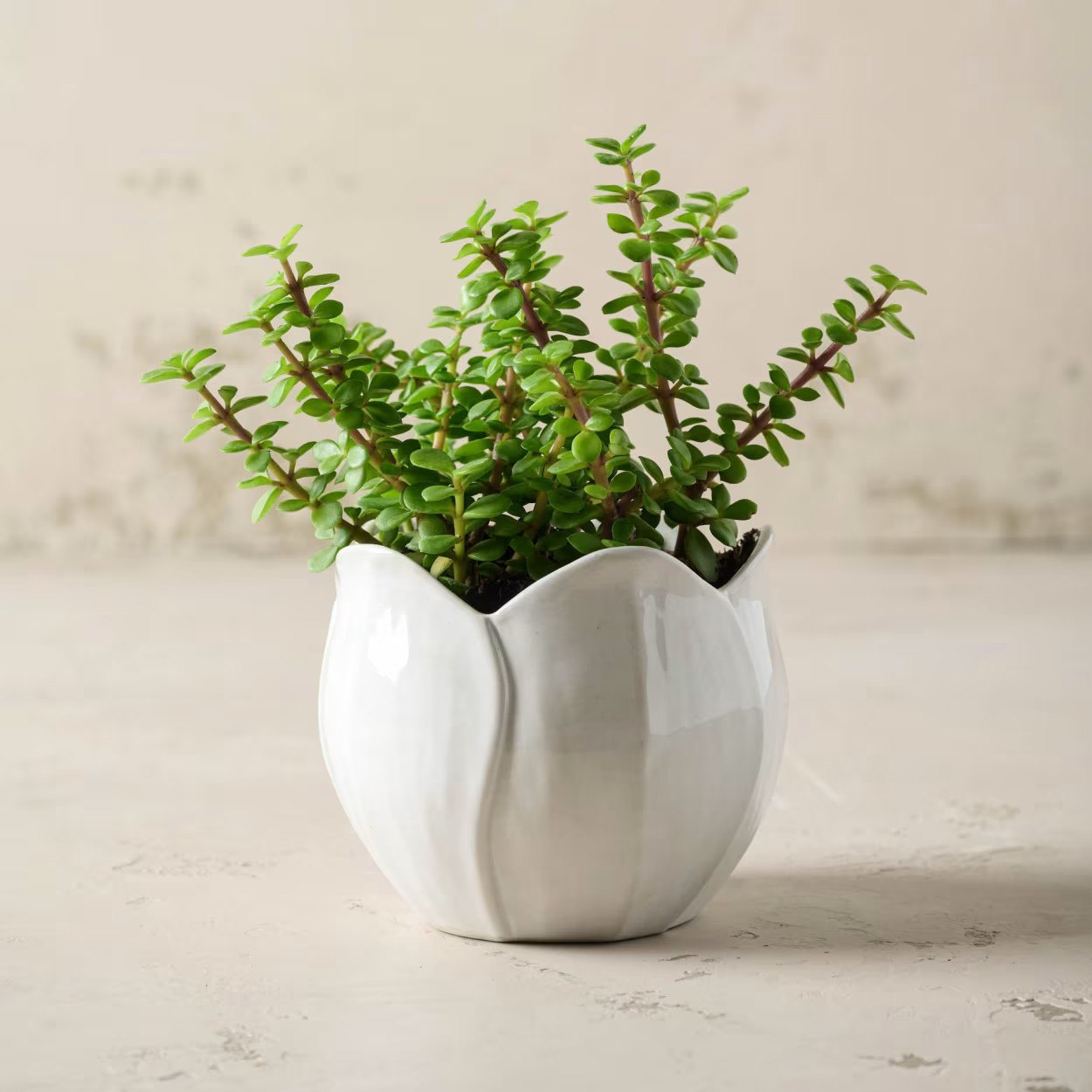 Magnolia Ceramic Planter | Magnolia