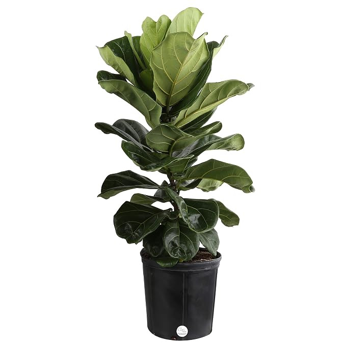 Costa Farms Live Ficus Lyrata, Fiddle-Leaf Fig, Indoor Tree, 3-Feet Tall, Ships in Grower Pot, Fr... | Amazon (US)