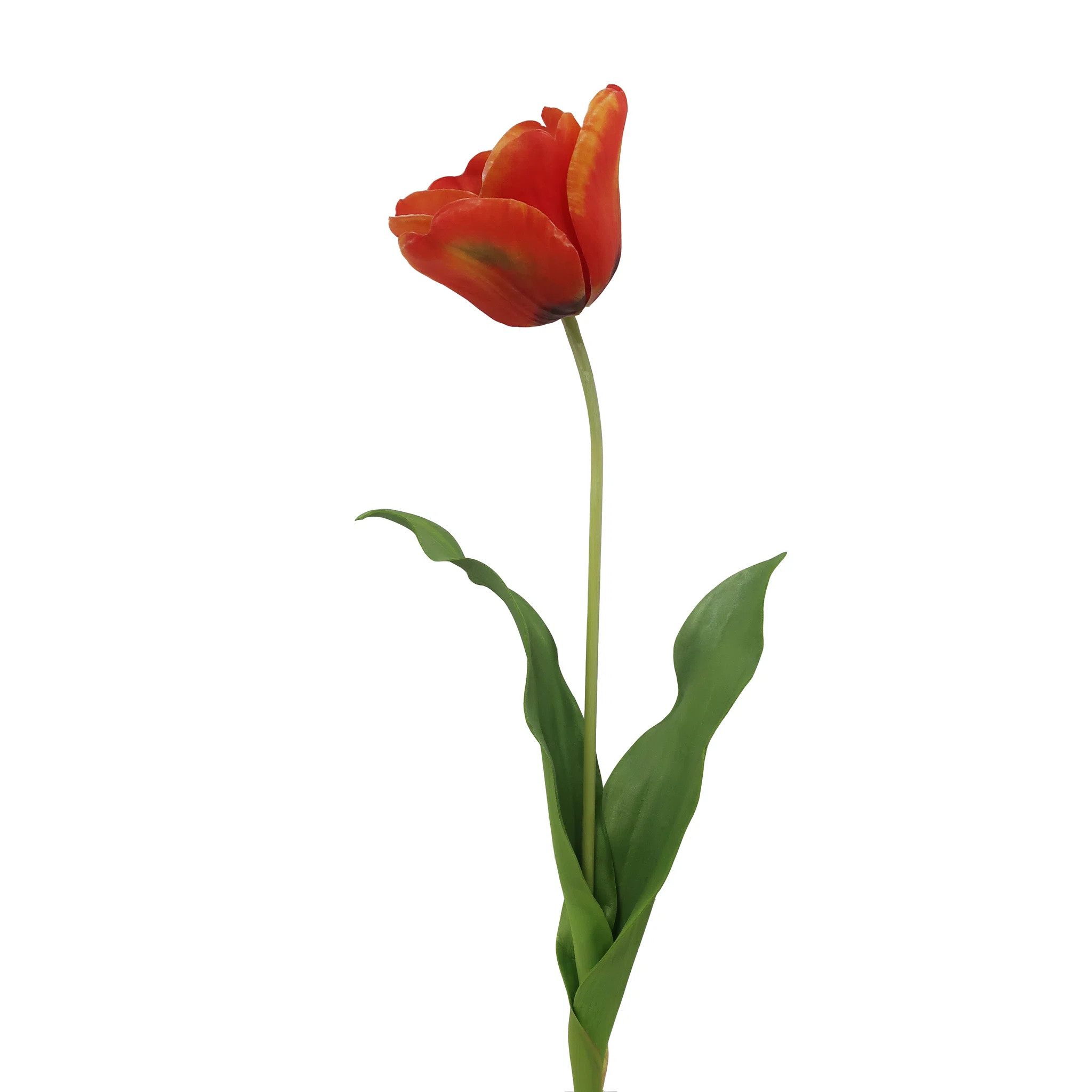 OPEN TULIP STEM (Set of 12) | Joss & Main