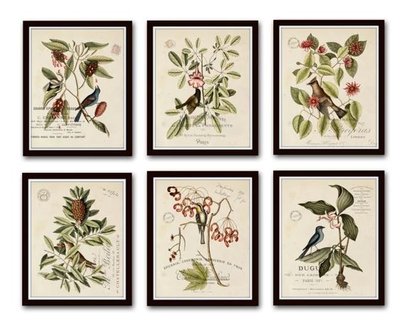 Vintage Bird and Botanical Print Set No.2 Giclee Art Prints - Etsy | Etsy (US)