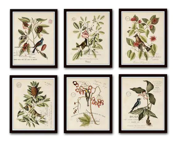 Vintage Bird and Botanical Print Set No.2 Giclee Art Prints | Etsy | Etsy (US)