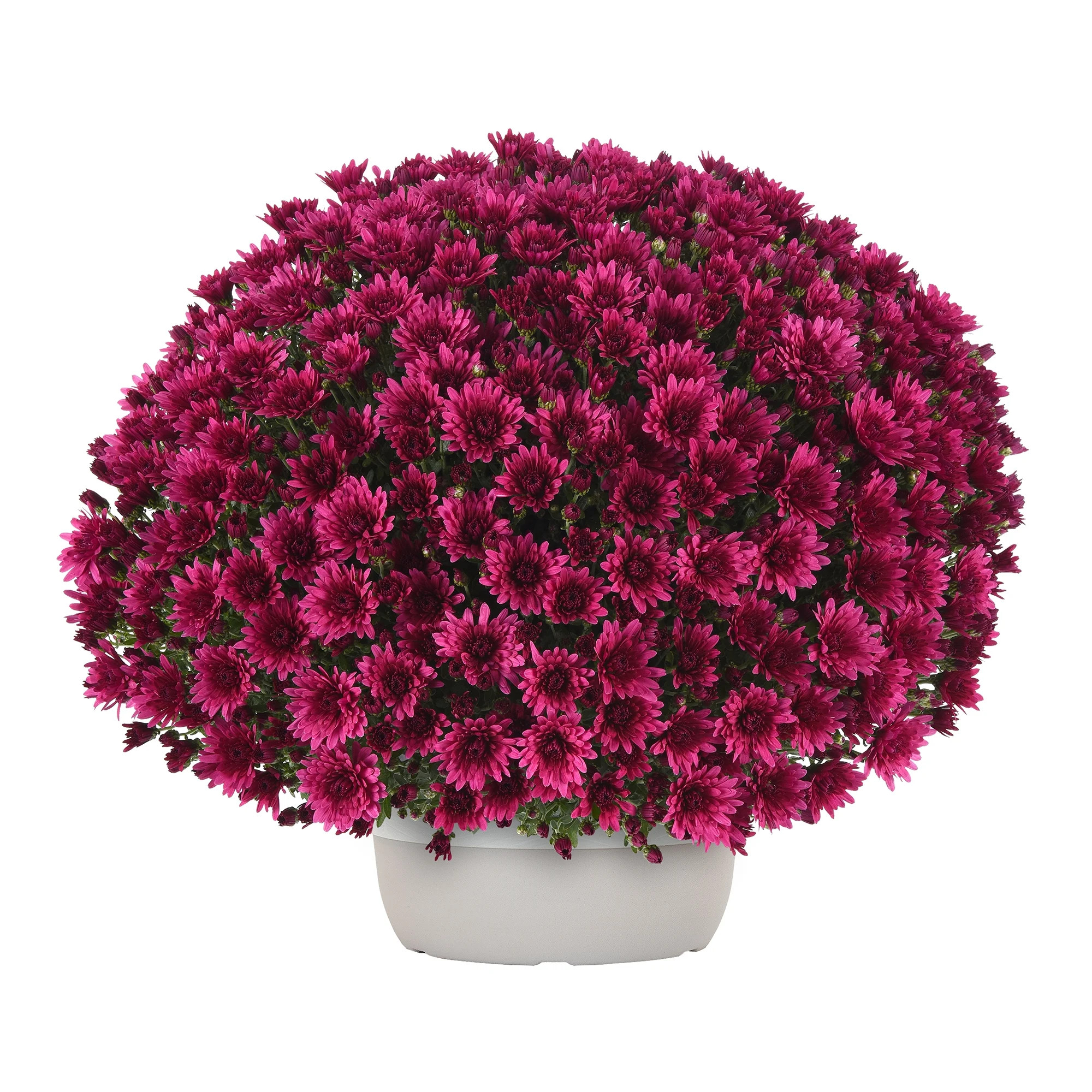 Better Homes & Gardens Purple Berry Bicolor Mums Live Plant Garden in 10 in Gray Pot Décor - Wal... | Walmart (US)
