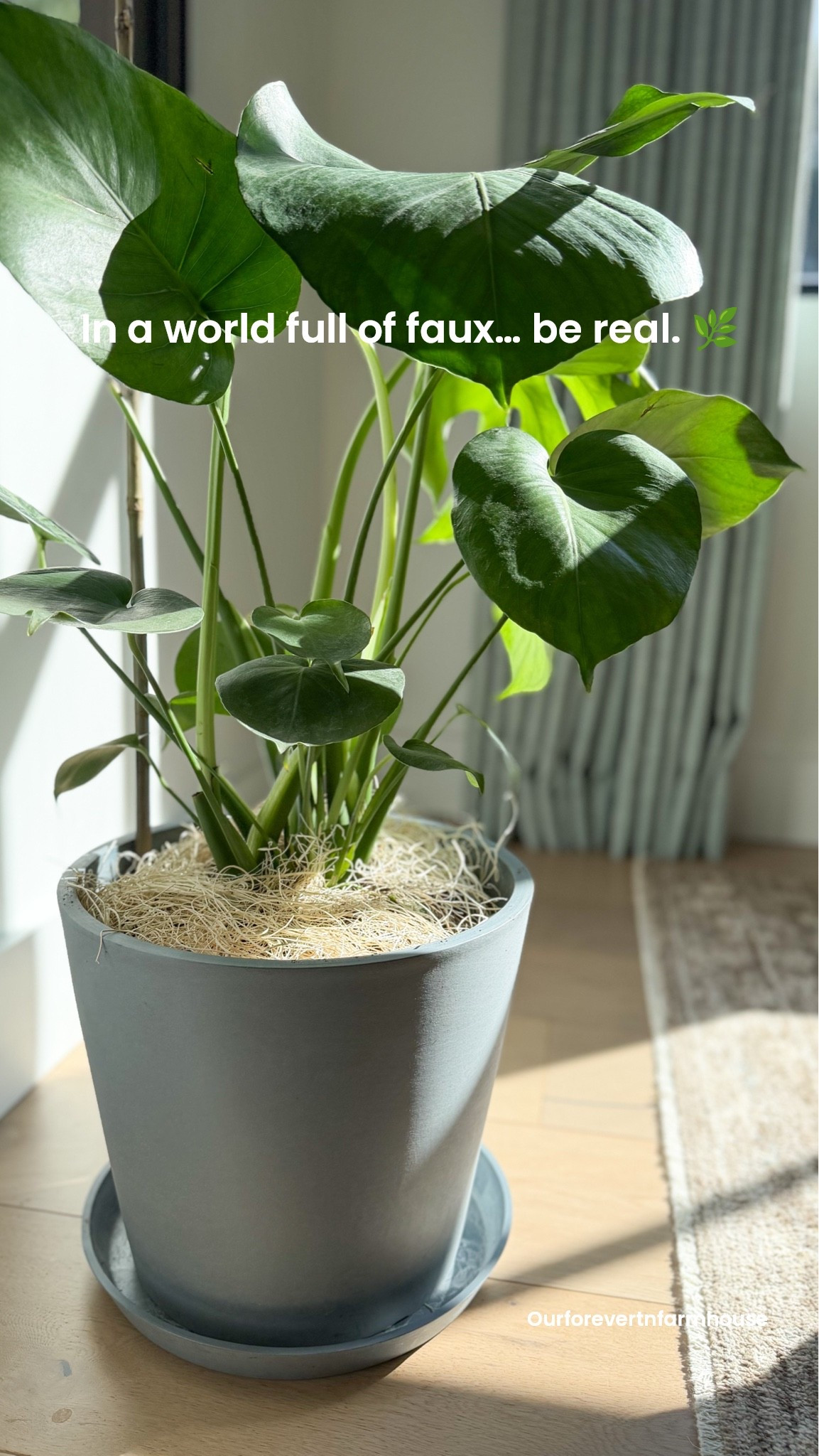 I love my faux greenery, but sometimes you just need a little more real green in your life. And apparently you can just pick out a plant AND the pot you want and have the whole thing delivered right to your door. Who knew?! 

I chose this gorgeous Monstera Deliciosa from Bloomscape in the Slate EcoPot, and I love how much life it instantly adds to our home.

I linked mine along with some of the other plants and planters that caught my eye if you want to see all the options! 🌿🤍

Use code BLOOM10 at checkout for 10% off your next plant order! Offer not combinable with other discounts.
Offer only eligible on plants.

@bloomscape #ad

#LTKHome