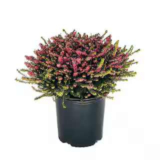 1.5 Gal. Kramer's Rote Heather Evergreen Live Shrub with Bright Pink Flowers O225102 - The Home D... | The Home Depot