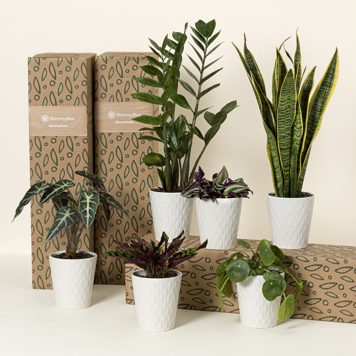 Surprise Houseplant of the Month Subscription | UncommonGoods