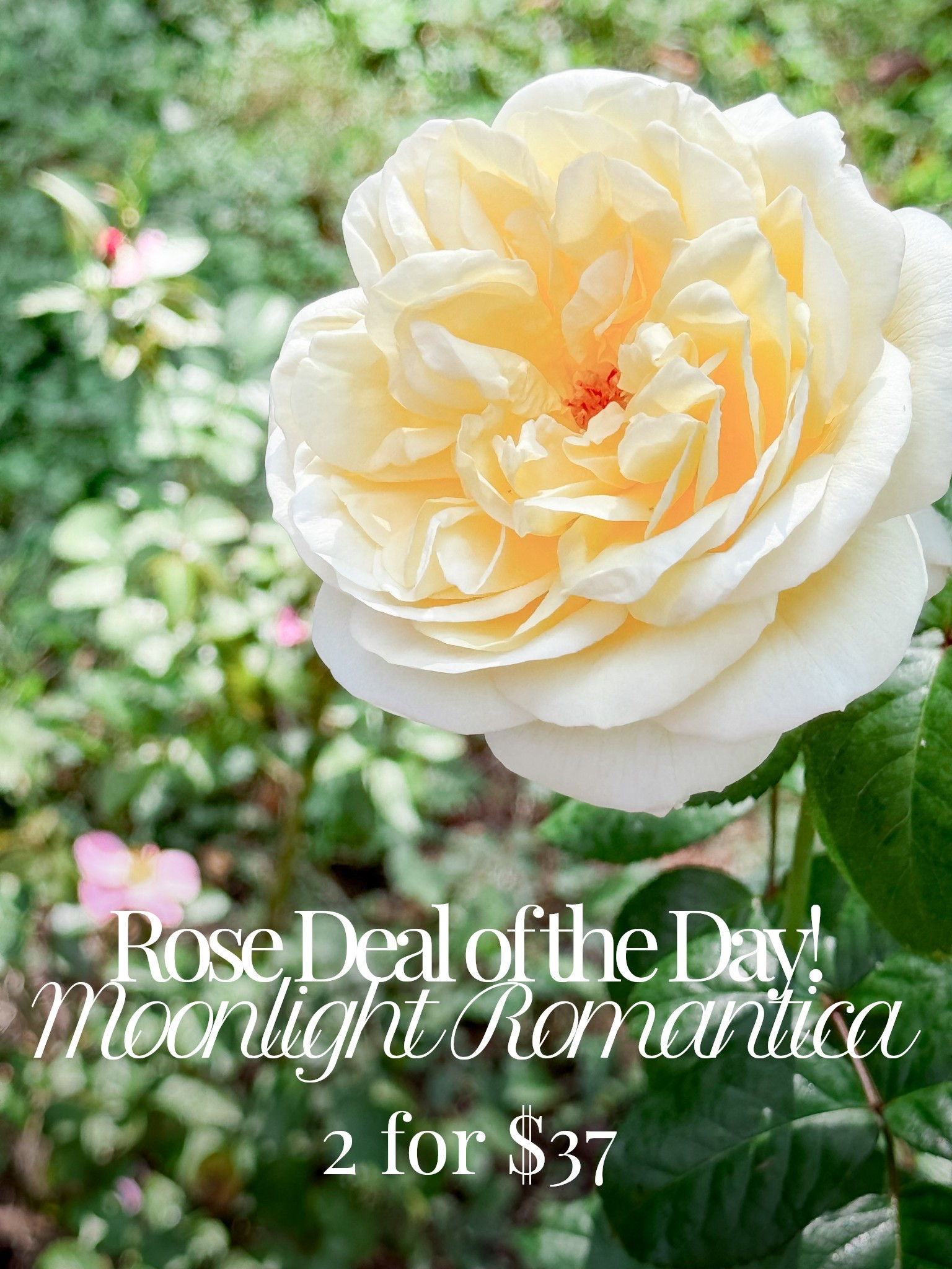 Two bare roots of Moonlight Romantica for only $37!!!! 

#LTKselfcare #LTKmorningroutine #LTKSeasonal