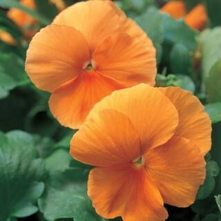 4.5 in. Orange Pansy Plant-9053 - The Home Depot | The Home Depot