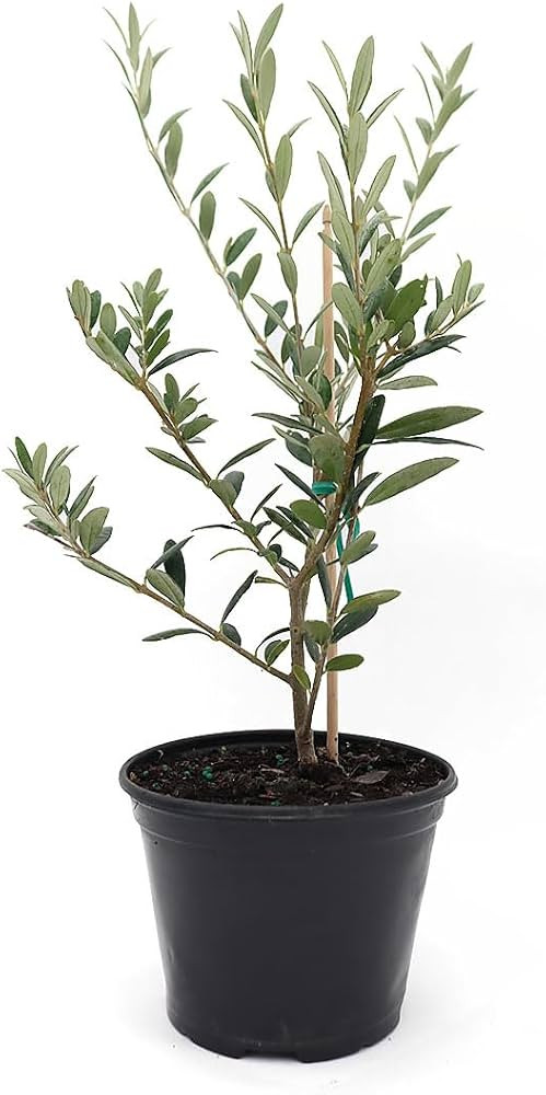 American Plant Exchange Arbequina Olive Tree \u2013 Live 5-Inch Pot, Fruit Bearing Tree, Cold Har... | Amazon (US)