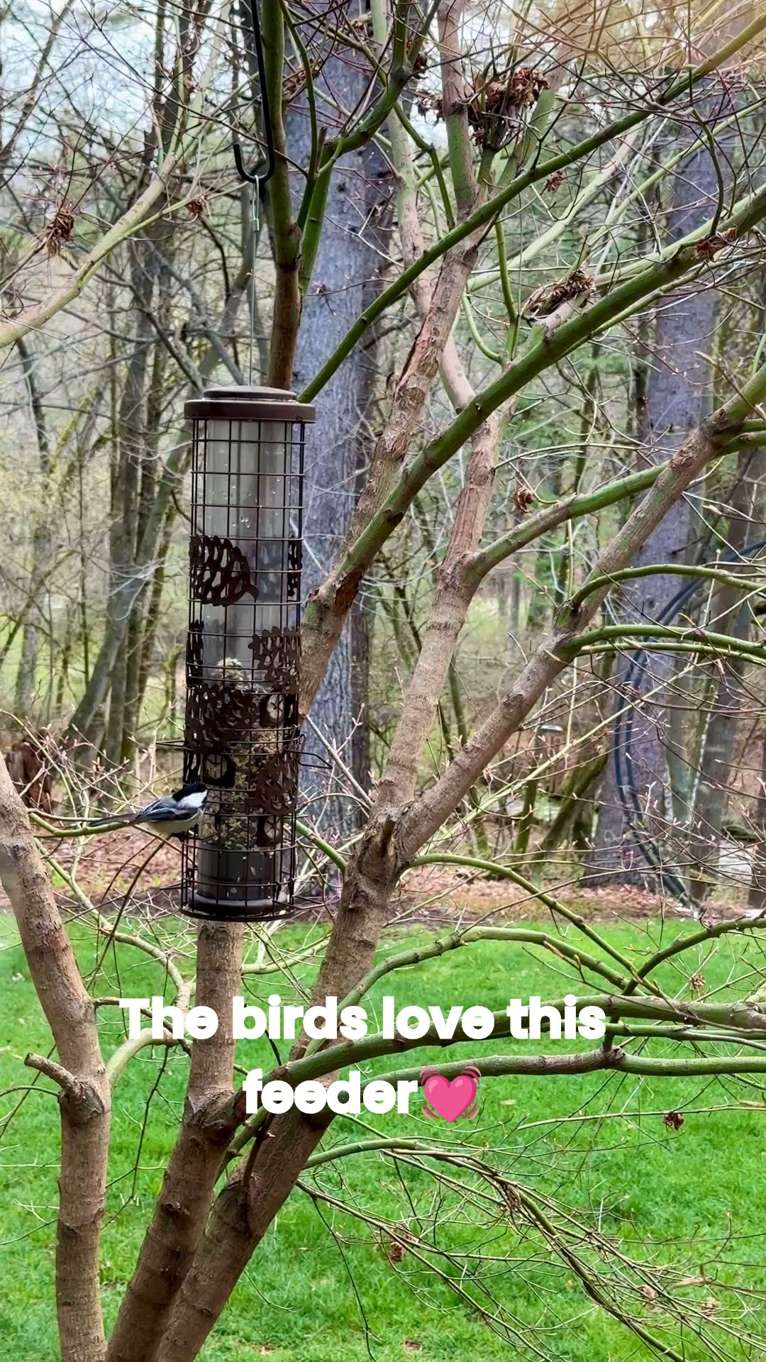 I love watching the birds outside my window. This anti-squirrel bird feeder keeps the birds coming back all day long! Add one outside your window or near your patio or deck. 
kimbentley, outdoor, Mother’s Day gift idea, wedding gift idea, 

#LTKHome #LTKGiftGuide #LTKFindsUnder50