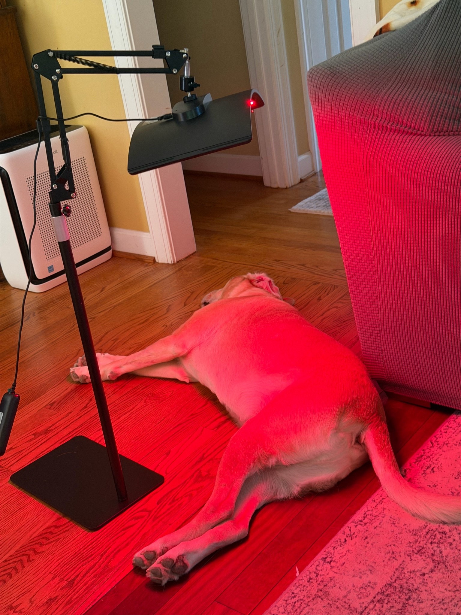 Red light therapy

#LTKfitnessgoals #LTKstorytime #LTKselfcare