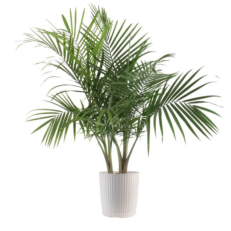 Plants with Benefits by Costa Farms 26" Majesty Palm House Plant in 10" Decor Pot | Walmart (US)