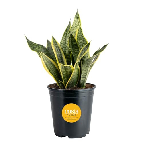 Costa Farms Sansevieria Grower's Choice Snake Live Indoor Plant, 12-Inches Tall, Grower Pot | Amazon (US)