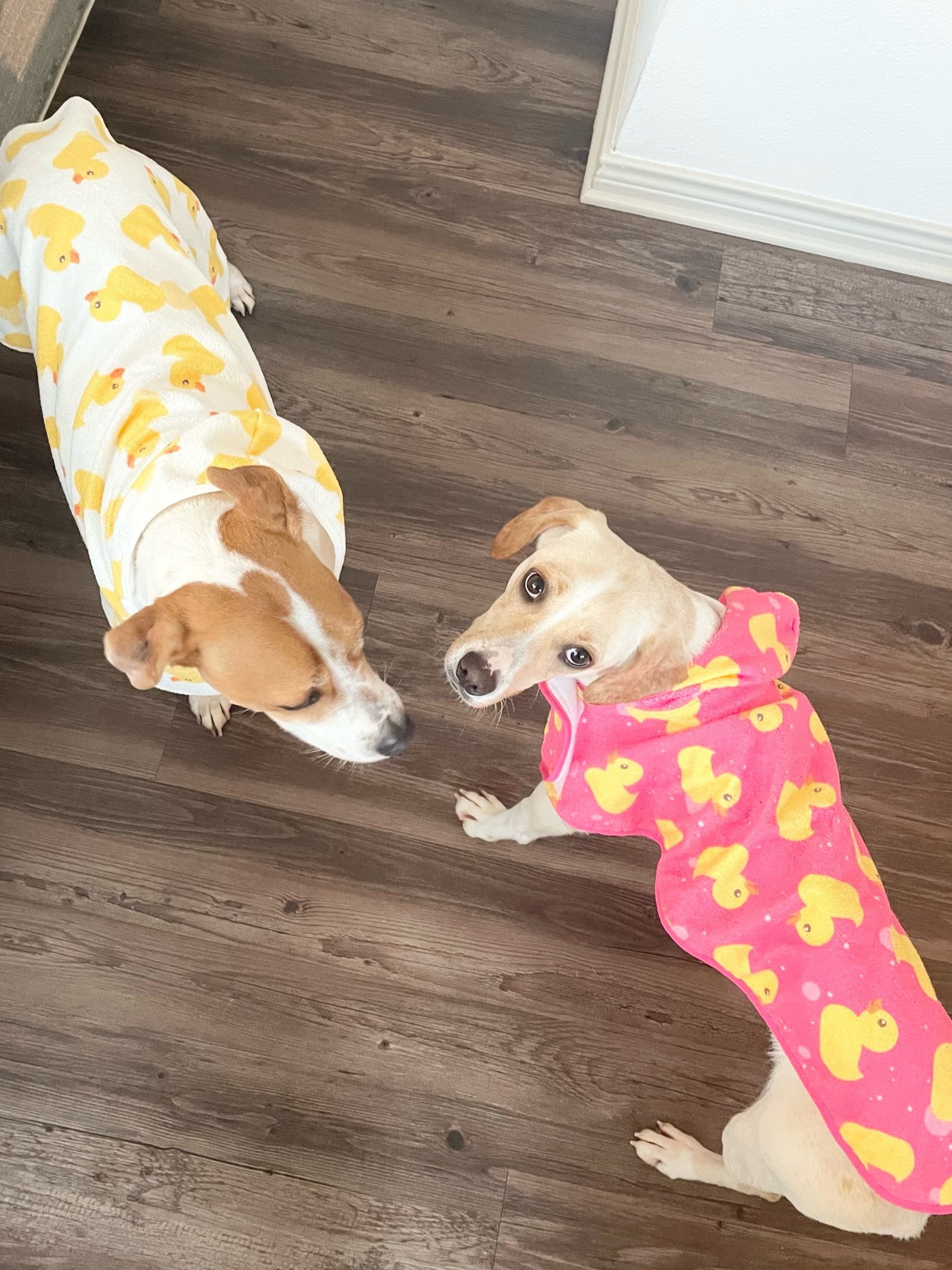 Doggo bath towels! They have rubber ducky prints, hoods, and a tie/velcro around the belly. So cute and they can roam freely now after a bath!

Dog accessories, amazon dog essentials, dog mom, aesthetic dog 

#LTKhome #LTKFind